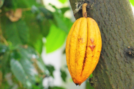 カカオ・チョコレート